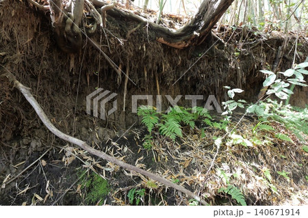 Forest Landscape with Rocky Cliff and Dense Trees Forest Landscape with Rocky Cliff and Dense Trees 140671914