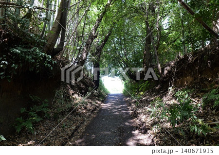 Forest Landscape with Rocky Cliff and Dense Trees Forest Landscape with Rocky Cliff and Dense Trees 140671915