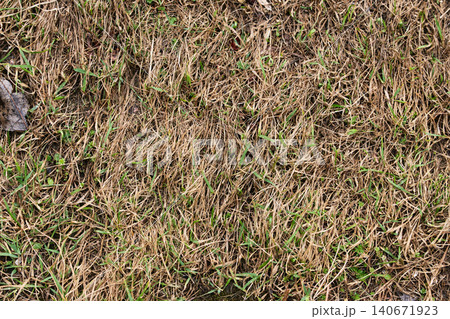 Old withered grass protecting new life, abstract organic pattern Old withered grass protecting new life, abstract organic pattern 140671923