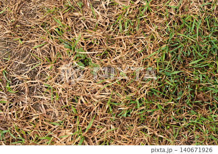 A yard shows a clear contrast between dry yellow grass and healthy green grass A yard shows a clear contrast between dry yellow grass and healthy green grass 140671926