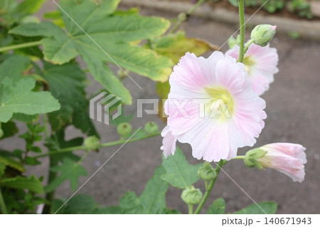 初夏の道端や花壇に咲く淡いピンク色のタチアオイ(ホリホック)の花 初夏の道端や花壇に咲く淡いピンク色のタチアオイ(ホリホック)の花 140671943