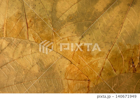 Exquisite view of fibrous leaf surface highlights. Sepia toned detailed image showcasing fragile plant fiber structure Exquisite view of fibrous leaf surface highlights. Sepia toned detailed image showcasing fragile plant fiber structure 140671949