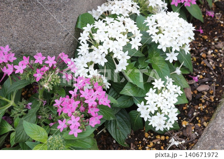 花壇や庭先で星の形をした美しい白とピンクの花を咲かせるペンタス 花壇や庭先で星の形をした美しい白とピンクの花を咲かせるペンタス 140671972