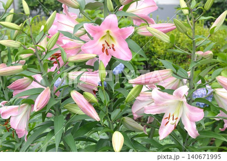 初夏の庭園で大輪のピンクの花を咲かせるオリエンタル百合(ユリ) 初夏の庭園で大輪のピンクの花を咲かせるオリエンタル百合(ユリ) 140671995
