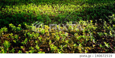 Lush green ground cover with small plants and sunlight filtering through, creating a gradient of light and shadow in a natural outdoor setting Lush green ground cover with small plants and sunlight filtering through, creating a gradient of light and shadow in a natural outdoor setting 140672519