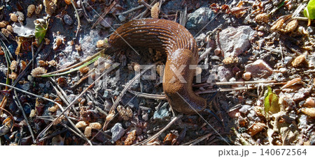 Large brown slug crawling on rocky soil surrounded by small pebbles and dry grass in a natural outdoor environment Large brown slug crawling on rocky soil surrounded by small pebbles and dry grass in a natural outdoor environment 140672564