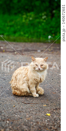 Ginger cat with fluffy fur sitting on a gravel road, surrounded by green foliage and blurred background, showcasing a natural outdoor setting Ginger cat with fluffy fur sitting on a gravel road, surrounded by green foliage and blurred background, showcasing a natural outdoor setting 140672681