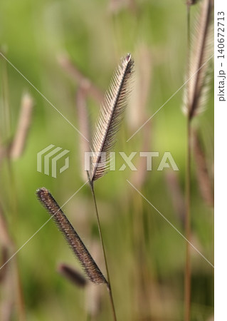 Bouteloua gracilis (buffalo grass) sways in the wind during the summer heat. Its very unusual, one-sided, golden-brown spikelets are used for design. Bouteloua gracilis (buffalo grass) sways in the wind during the summer heat. Its very unusual, one-sided, golden-brown spikelets are used for design. 140672713