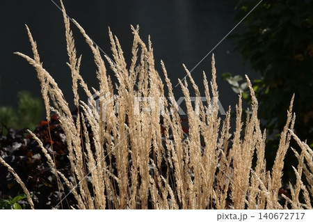 Plant - Calamagrostis acutiflora is a home garden and urban design asset. Plant - Calamagrostis acutiflora is a home garden and urban design asset. 140672717