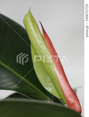 Elastic fig, or Ficus elastica (Latin: Ficus elastica) is an evergreen tree or shrub, a species of plant in the genus Ficus of the Moraceae family. Elastic fig, or Ficus elastica (Latin: Ficus elastica) is an evergreen tree or shrub, a species of plant in the genus Ficus of the Moraceae family. 140672729