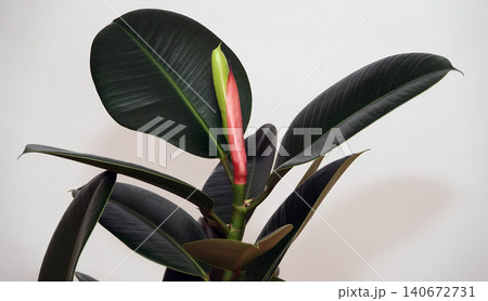 Elastic fig, or Ficus elastica (Latin: Ficus elastica) is an evergreen tree or shrub, a species of plant in the genus Ficus of the Moraceae family. Elastic fig, or Ficus elastica (Latin: Ficus elastica) is an evergreen tree or shrub, a species of plant in the genus Ficus of the Moraceae family. 140672731