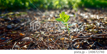 Small green plant sprouting from the forest floor surrounded by pine needles and soft sunlight filtering through trees in a natural outdoor setting Small green plant sprouting from the forest floor surrounded by pine needles and soft sunlight filtering through trees in a natural outdoor setting 140672740