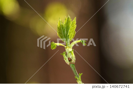 Close-up of a Silver Maple tree in spring, buds opening on a branch Close-up of a Silver Maple tree in spring, buds opening on a branch 140672741