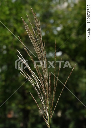 Miscanthus sinensis or Chinese Fan-flower is an ornamental plant with panicles used for garden and urban design. 140672742