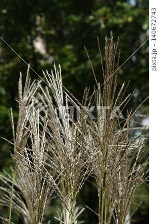 Miscanthus sinensis or Chinese Fan-flower is an ornamental plant with panicles used for garden and urban design. Miscanthus sinensis or Chinese Fan-flower is an ornamental plant with panicles used for garden and urban design. 140672743