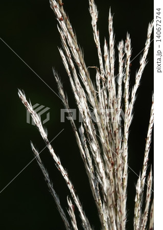 Miscanthus sinensis or Chinese Fan-flower is an ornamental plant with panicles used for garden and urban design. 140672744