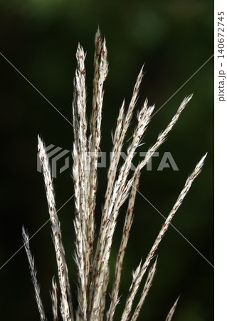 Miscanthus sinensis or Chinese Fan-flower is an ornamental plant with panicles used for garden and urban design. 140672745