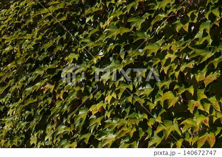 Parthenocissus quinquefolia grows densely, clinging to the walls of a house 140672747