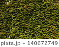 Parthenocissus quinquefolia grows densely, clinging to the walls of a house 140672749