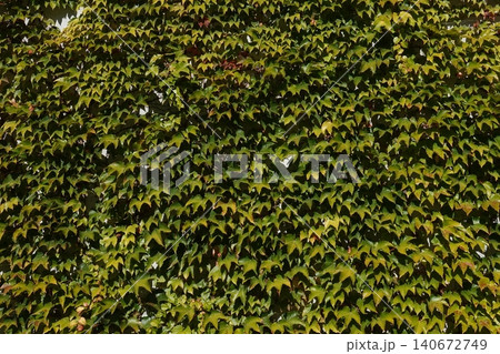 Parthenocissus quinquefolia grows densely, clinging to the walls of a house Parthenocissus quinquefolia grows densely, clinging to the walls of a house 140672749