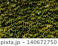 Parthenocissus quinquefolia grows densely, clinging to the walls of a house 140672750