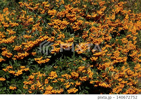 Pyracantha is an evergreen shrub with bright orange berries Pyracantha is an evergreen shrub with bright orange berries 140672752