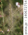 Pinnacle foxtail is an ornamental plant with spikelets used for garden and urban design, and floristry. 140672754