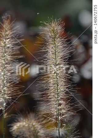 Pinnacle foxtail is an ornamental plant with spikelets used for garden and urban design, and floristry. 140672755