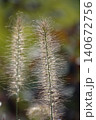 Pinnacle foxtail is an ornamental plant with spikelets used for garden and urban design, and floristry. 140672756