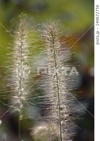 Pinnacle foxtail is an ornamental plant with spikelets used for garden and urban design, and floristry. Pinnacle foxtail is an ornamental plant with spikelets used for garden and urban design, and floristry. 140672756