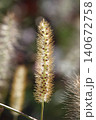 Pinnacle foxtail is an ornamental plant with spikelets used for garden and urban design, and floristry. 140672758
