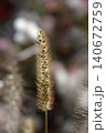 Pinnacle foxtail is an ornamental plant with spikelets used for garden and urban design, and floristry. 140672759