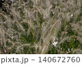 Pinnacle foxtail is an ornamental plant with spikelets used for garden and urban design, and floristry. 140672760