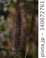 Pinnacle foxtail is an ornamental plant with spikelets used for garden and urban design, and floristry. 140672761