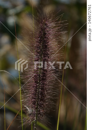 Pinnacle foxtail is an ornamental plant with spikelets used for garden and urban design, and floristry. Pinnacle foxtail is an ornamental plant with spikelets used for garden and urban design, and floristry. 140672761