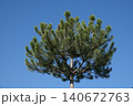 Tori Pine against a blue sky with large green branches 140672763