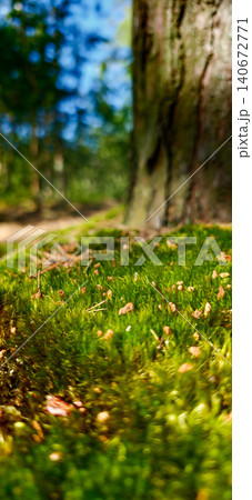 Close-up of vibrant green moss covering the ground near a tree trunk in a sunlit forest, showcasing natural textures and colors in a serene outdoor setting Close-up of vibrant green moss covering the ground near a tree trunk in a sunlit forest, showcasing natural textures and colors in a serene outdoor setting 140672771