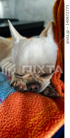 Small white Chihuahua dog sleeping peacefully on a colorful blanket with vibrant orange and blue patterns, showcasing its relaxed posture and soft fur texture 140672773