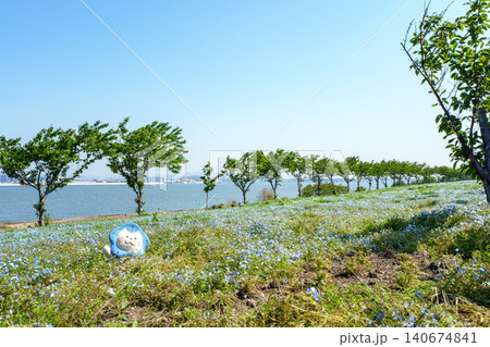 ネモフィラの花が咲き誇る公園 ネモフィラの花が咲き誇る公園 140674841