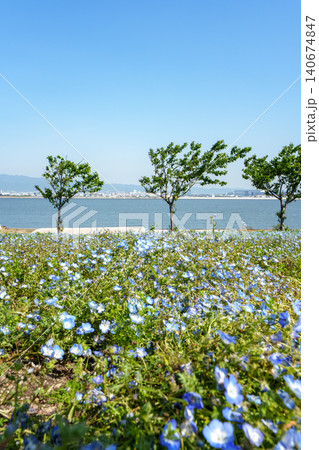ネモフィラの花が咲き誇る公園 ネモフィラの花が咲き誇る公園 140674847