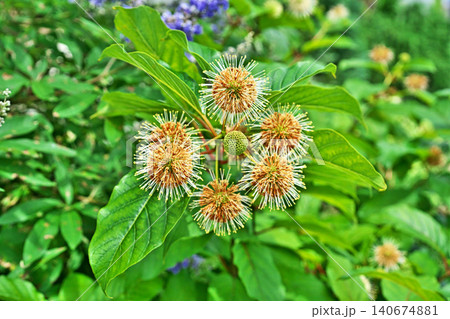茶色になり散り始めたタマガサノキの花(夏、六月) 茶色になり散り始めたタマガサノキの花(夏、六月) 140674881