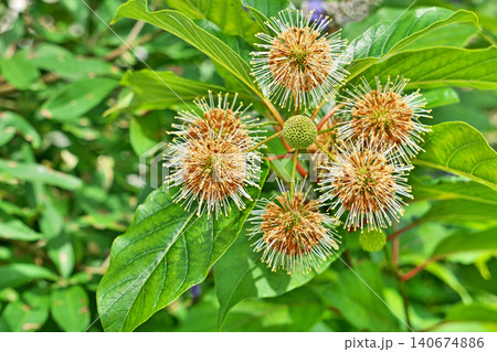 茶色になり散り始めたタマガサノキの花(夏、六月) 茶色になり散り始めたタマガサノキの花(夏、六月) 140674886