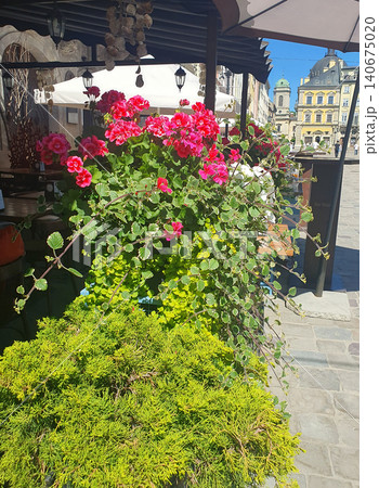 Bright pink geraniums and green plants in outdoor pots near a summer cafe in an old European square on a sunny day Bright pink geraniums and green plants in outdoor pots near a summer cafe in an old European square on a sunny day 140675020