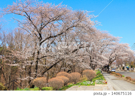 将監風致公園の満開の桜並木(宮城県仙台市泉区) 将監風致公園の満開の桜並木(宮城県仙台市泉区) 140675116