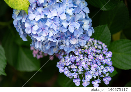 紫陽花 ガクアジサイ 手まり咲き 青紫 花 梅雨 初夏 マクロ クローズアップ 140675117
