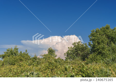 landscape with abandoned vineyards, concept of ecology and caring for the natural environment, nature blooming at the peak of summer, copy space for text landscape with abandoned vineyards, concept of ecology and caring for the natural environment, nature blooming at the peak of summer, copy space for text 140675165