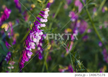 Close-up of blooming mouse pea, copy space about field ecosystems and wildlife Close-up of blooming mouse pea, copy space about field ecosystems and wildlife 140675178