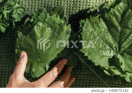 female cook's hand inspects freshly washed grape leaves for making dolma, a flat lay and concept for recipes of traditional Armenian and Caucasian dishes female cook's hand inspects freshly washed grape leaves for making dolma, a flat lay and concept for recipes of traditional Armenian and Caucasian dishes 140675182