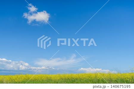 Rural landscape with a field of blooming rapeseed, a concept for supporting farms and agricultural cultivation, copy space for text Rural landscape with a field of blooming rapeseed, a concept for supporting farms and agricultural cultivation, copy space for text 140675195