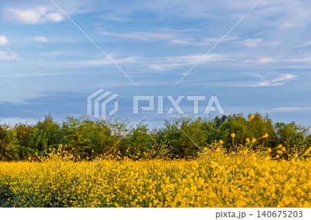 spring farm field with blooming rapeseed, late warm evening, copy space for text about growing crops and caring for nature and ecosystems spring farm field with blooming rapeseed, late warm evening, copy space for text about growing crops and caring for nature and ecosystems 140675203